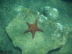 Starfish - Underwater Galapagos 2010 -DSCN5791